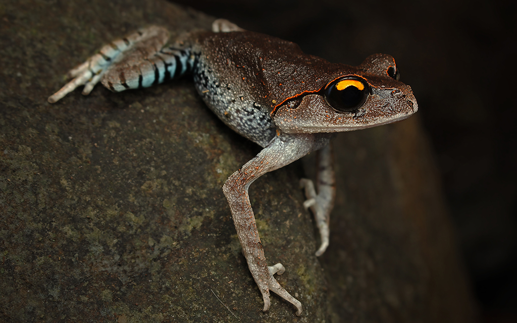 Smith's Litter Frog